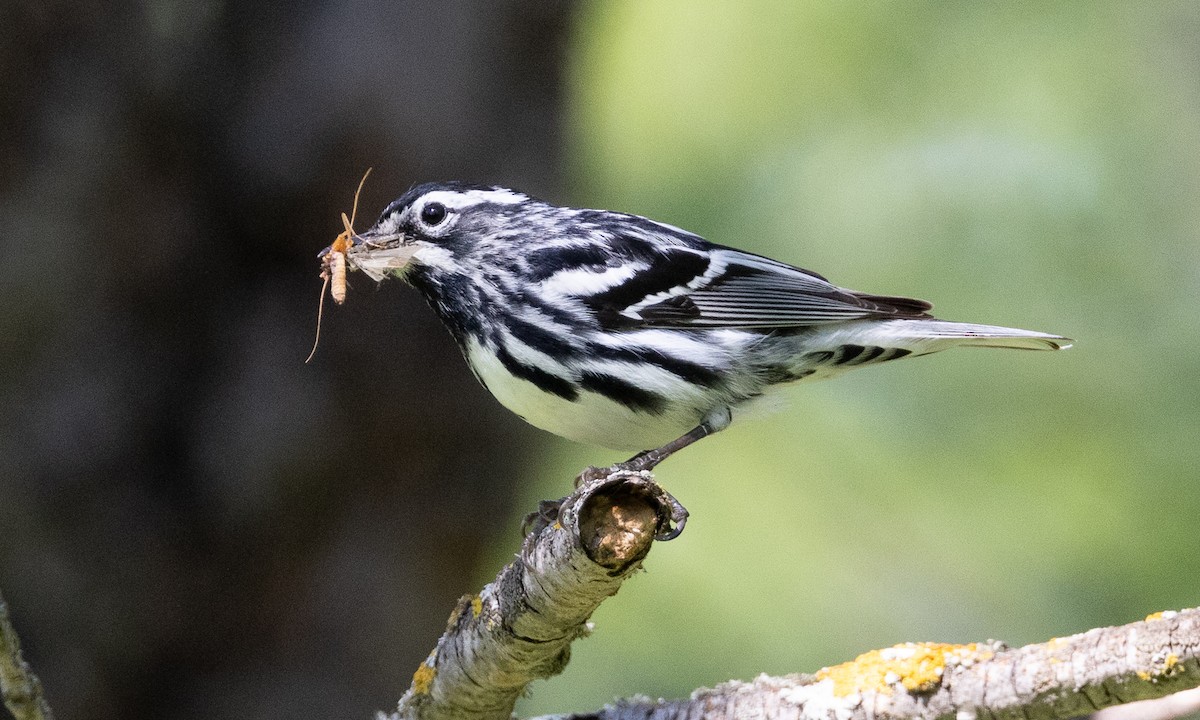 Black-and-white Warbler - ML622361757