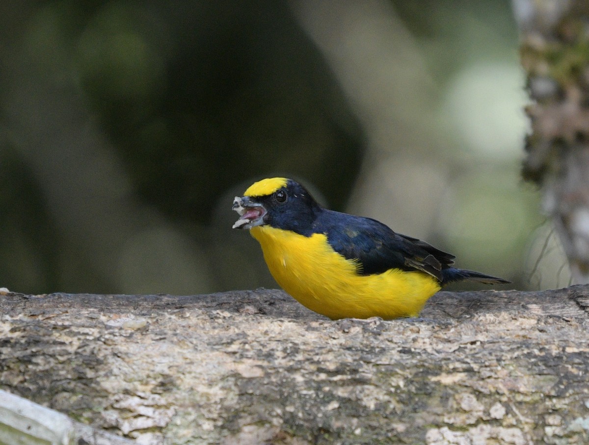 Thick-billed Euphonia - ML622361833