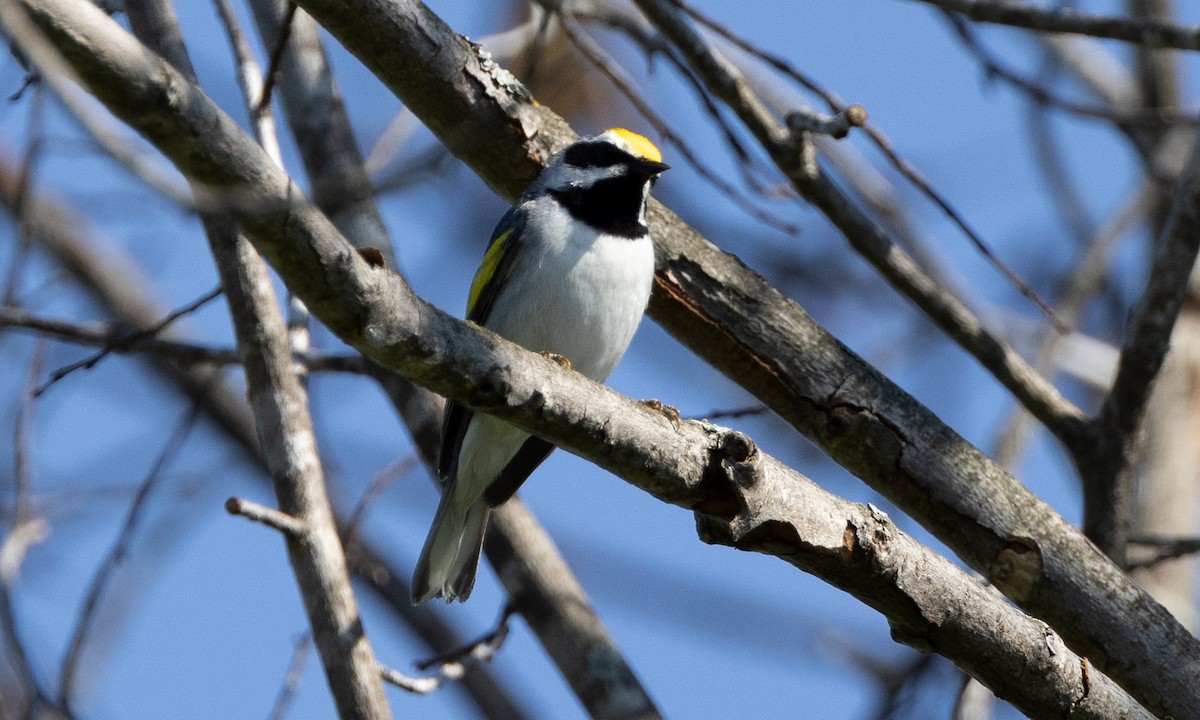 Golden-winged Warbler - ML622361842