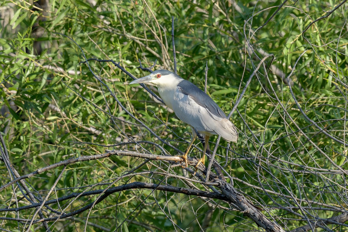Black-crowned Night Heron - ML622361849