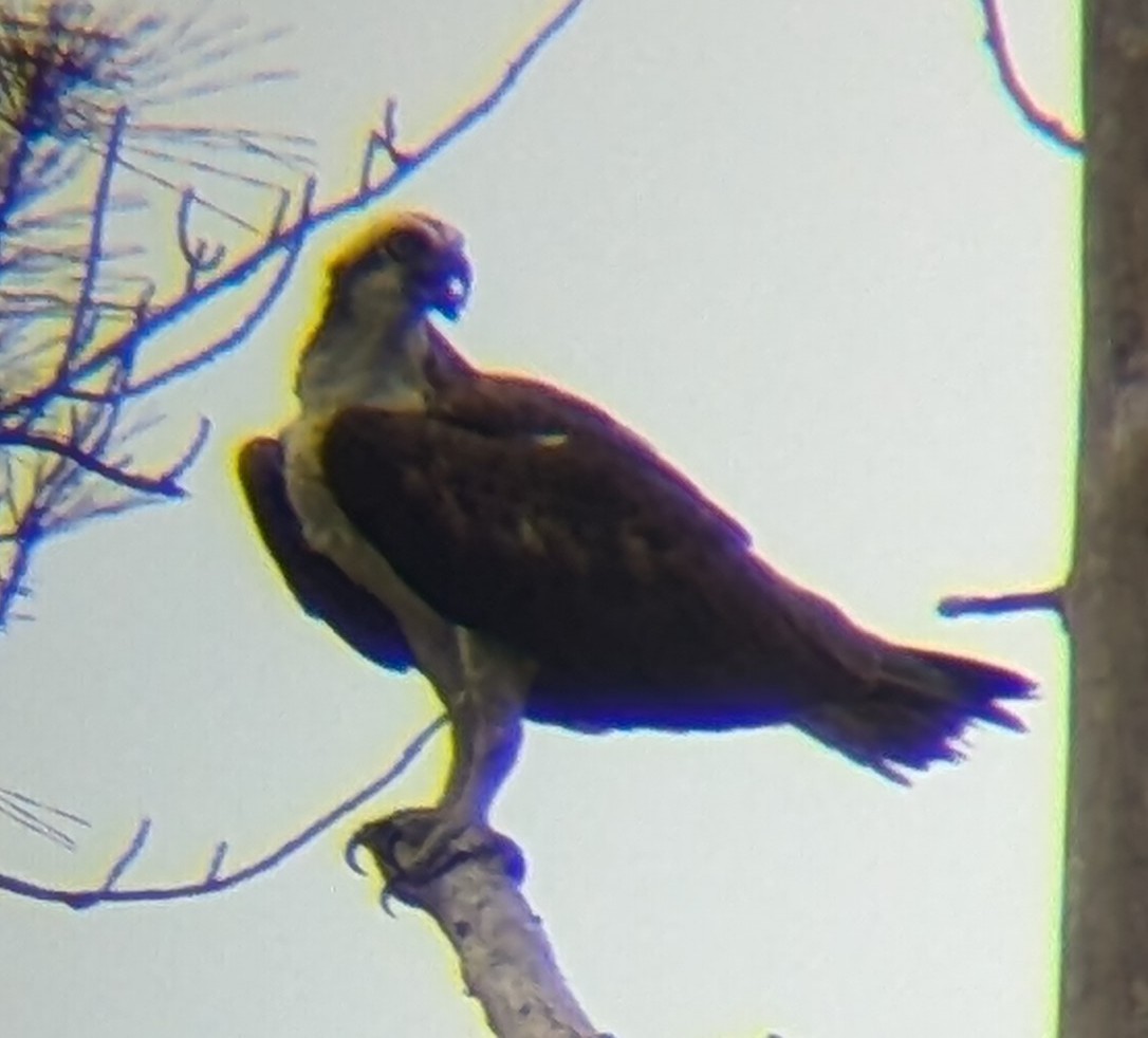 Osprey - Helen Loper