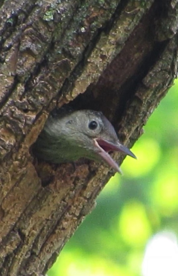 Red-bellied Woodpecker - Fred Kachmarik