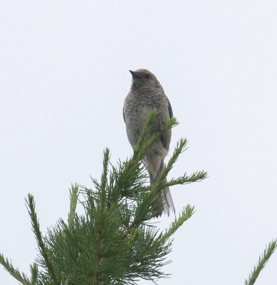 Mongolian Accentor - ML622361987