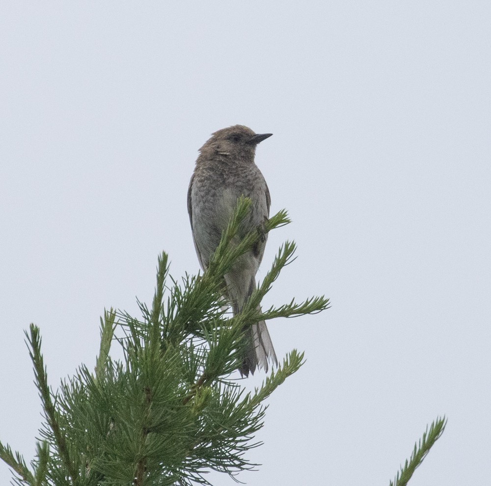 Mongolian Accentor - ML622361989