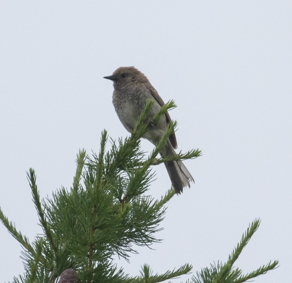 Mongolian Accentor - ML622361990