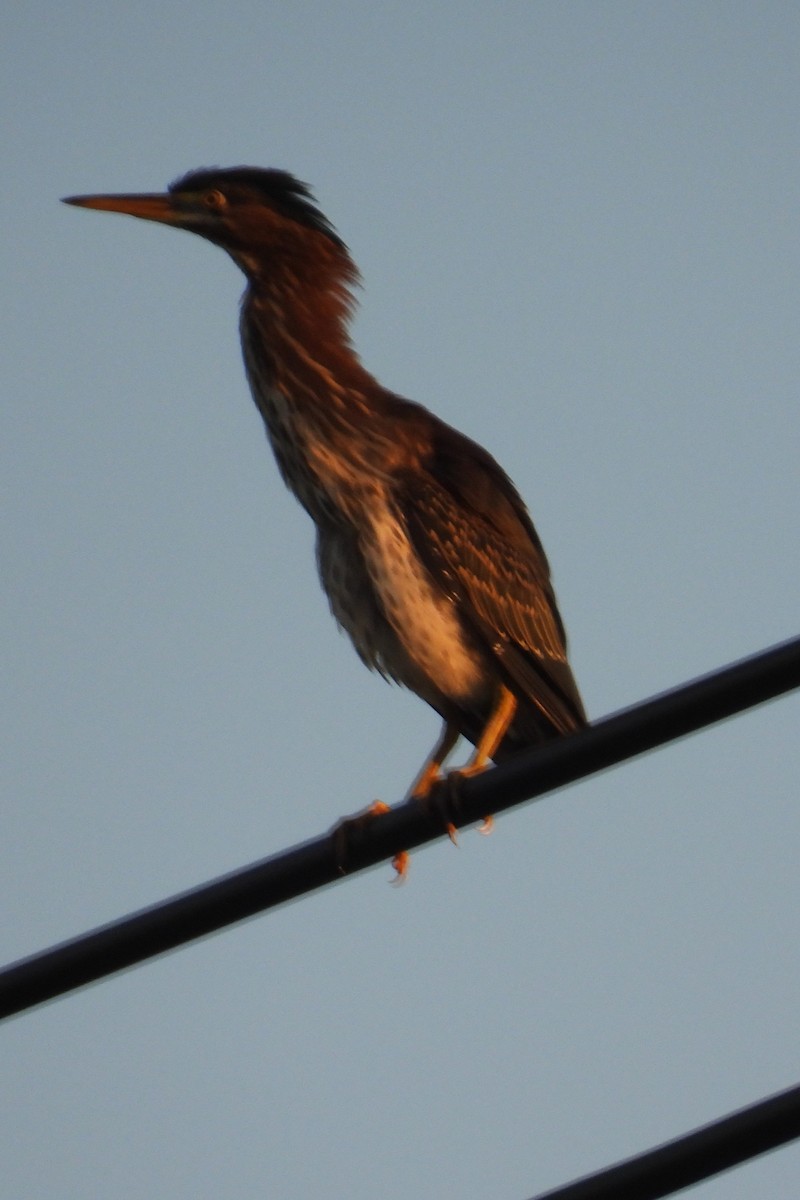 Green Heron - ML622362007