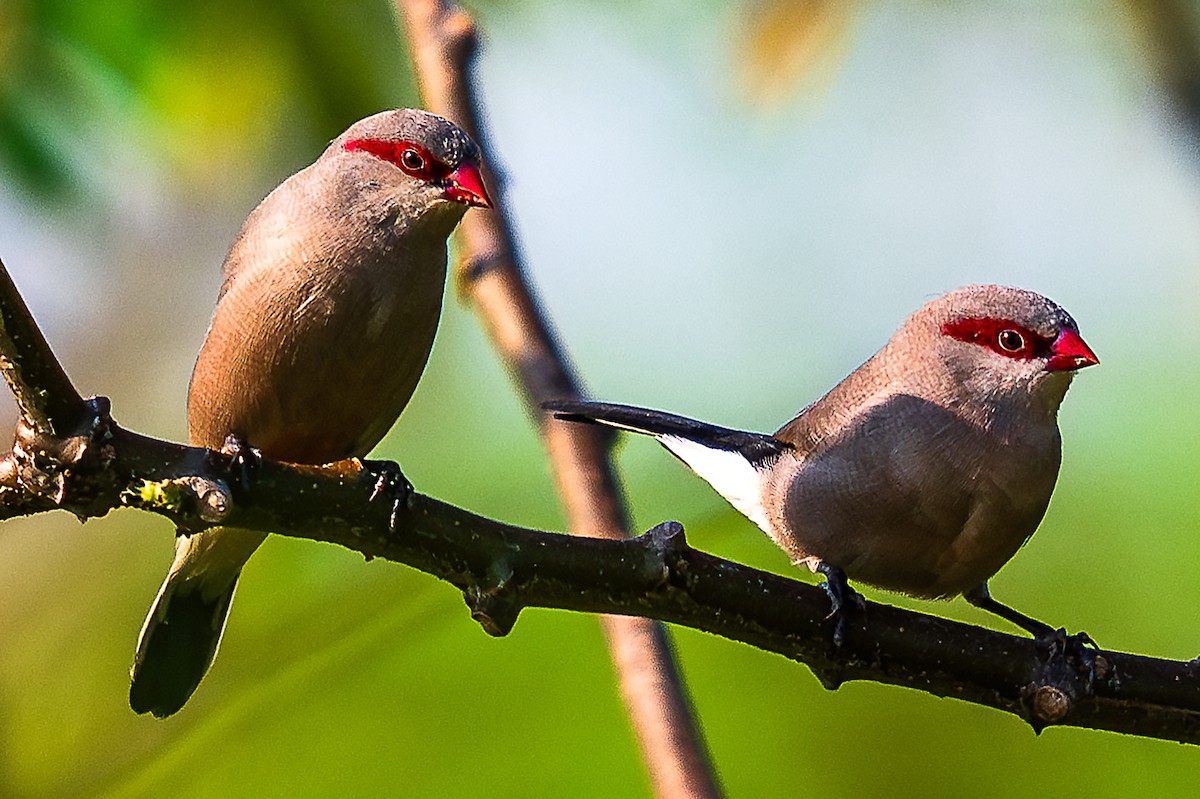 Black-rumped Waxbill - ML622362069