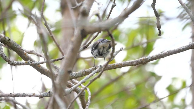 Black-throated Blue Warbler - ML622362107