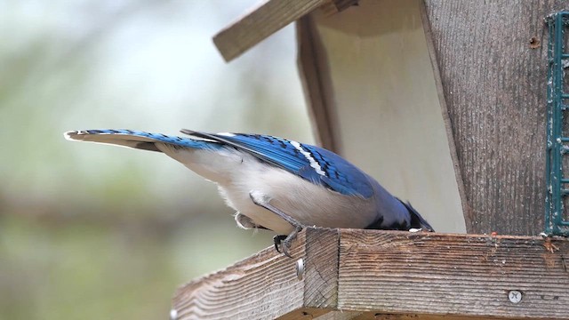 Blue Jay - ML622362114