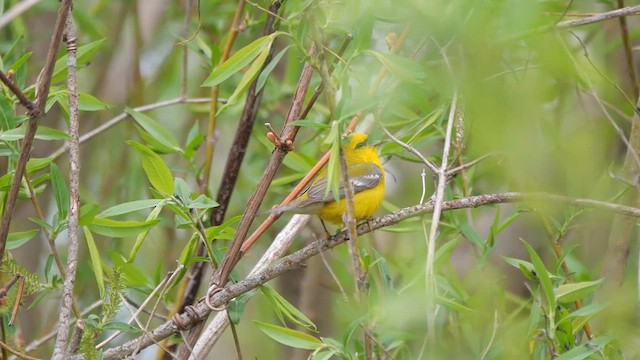 Blue-winged Warbler - ML622362124