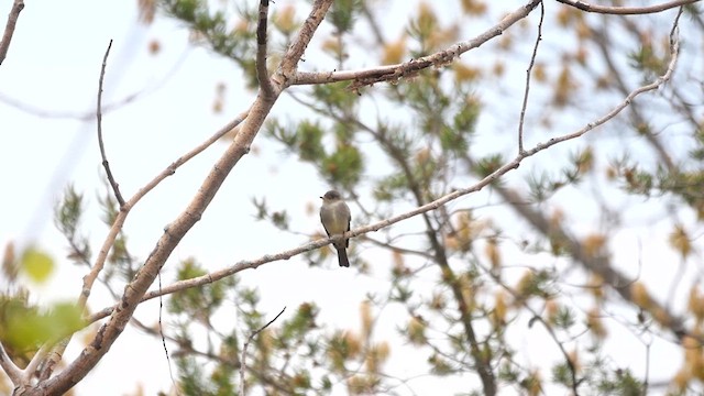 Eastern Wood-Pewee - ML622362143