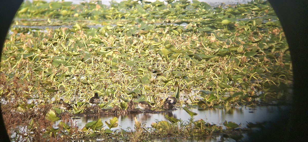 Ring-necked Duck - ML622362160