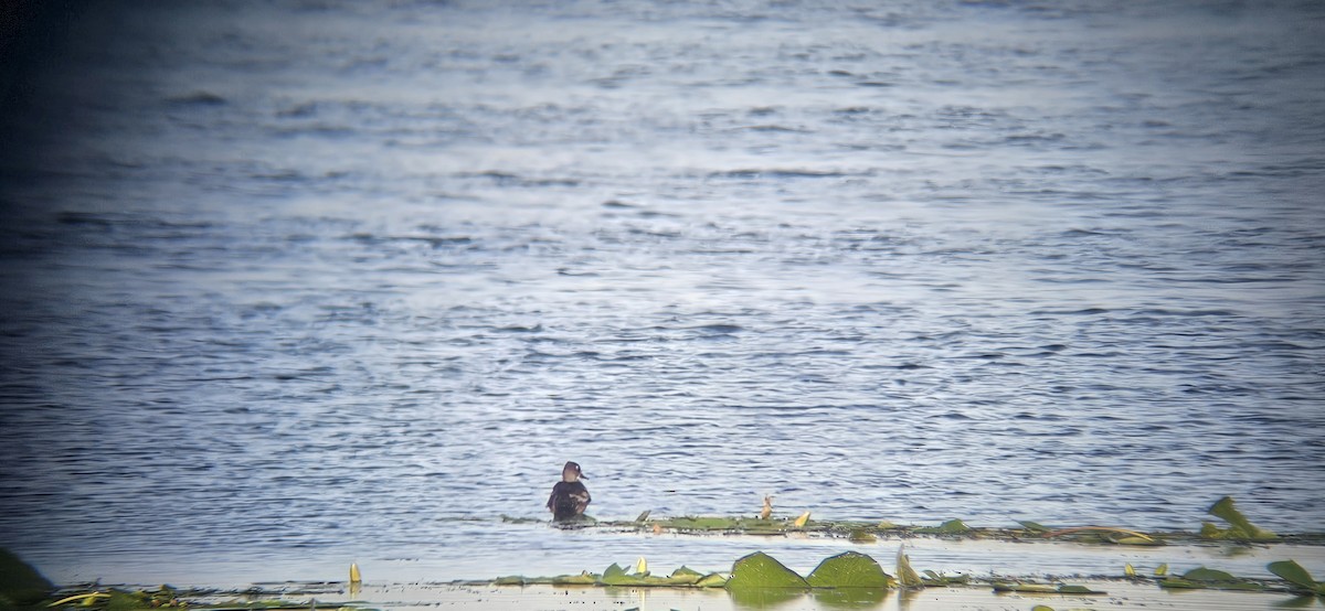 Ring-necked Duck - ML622362187