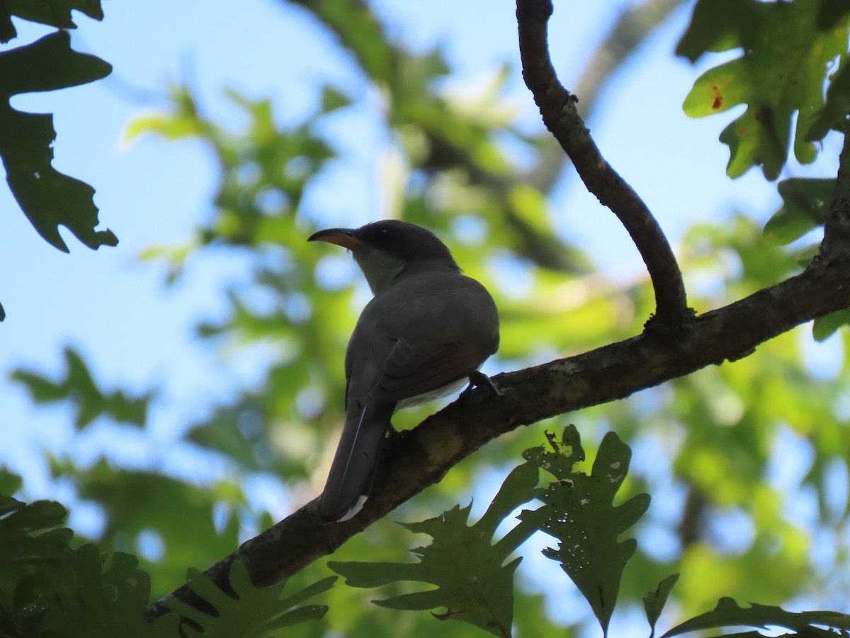 Yellow-billed Cuckoo - ML622362316