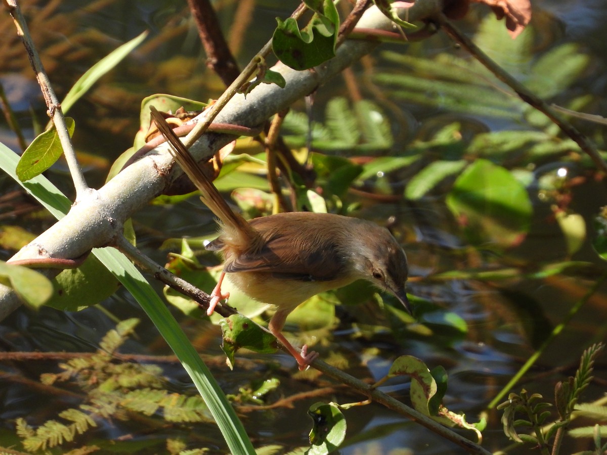 Tawny-flanked Prinia - ML622362342