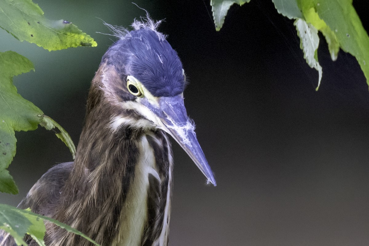 Green Heron - ML622362351