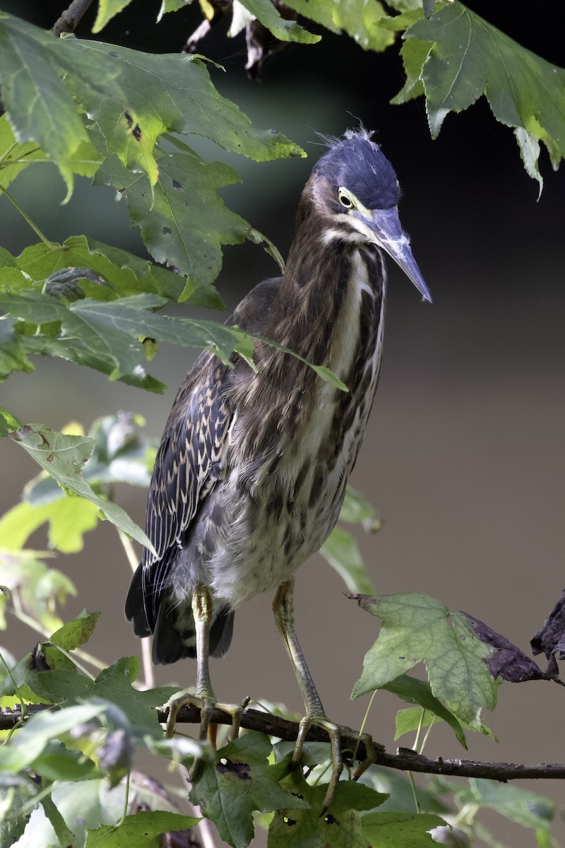 Green Heron - ML622362352