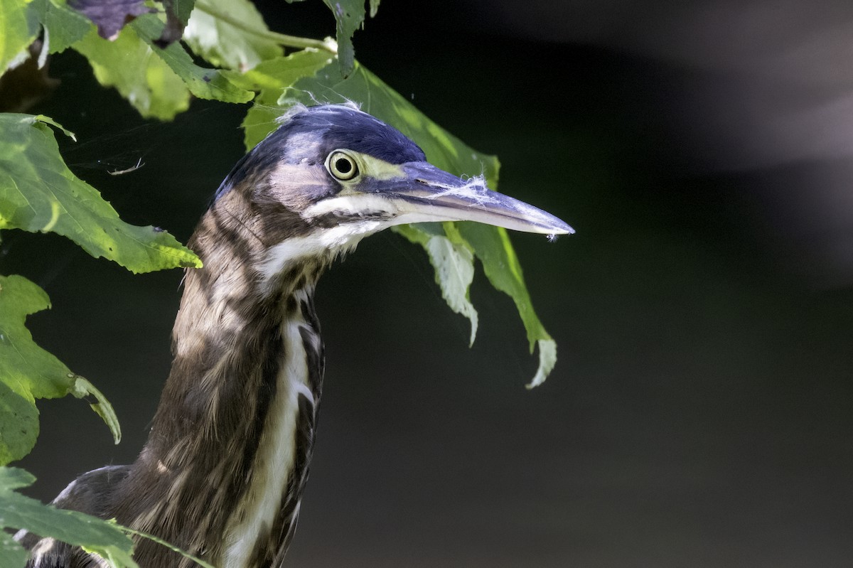 Green Heron - ML622362354
