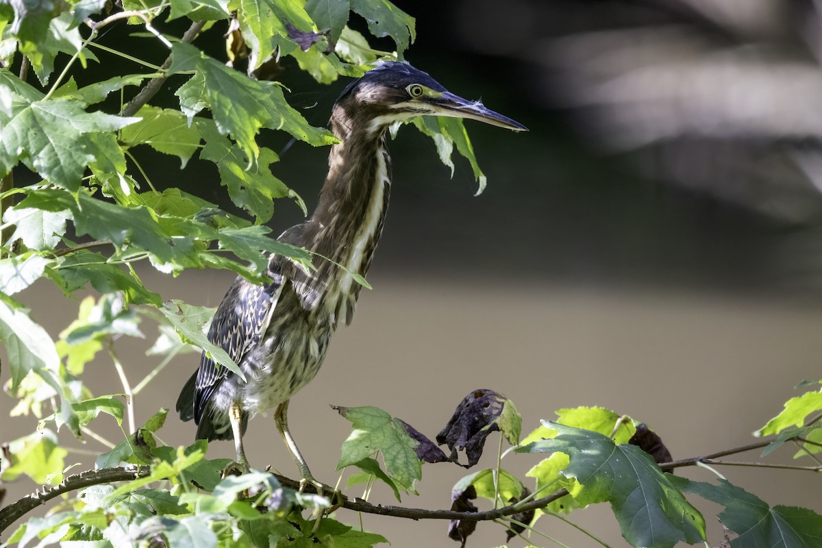 Green Heron - ML622362357