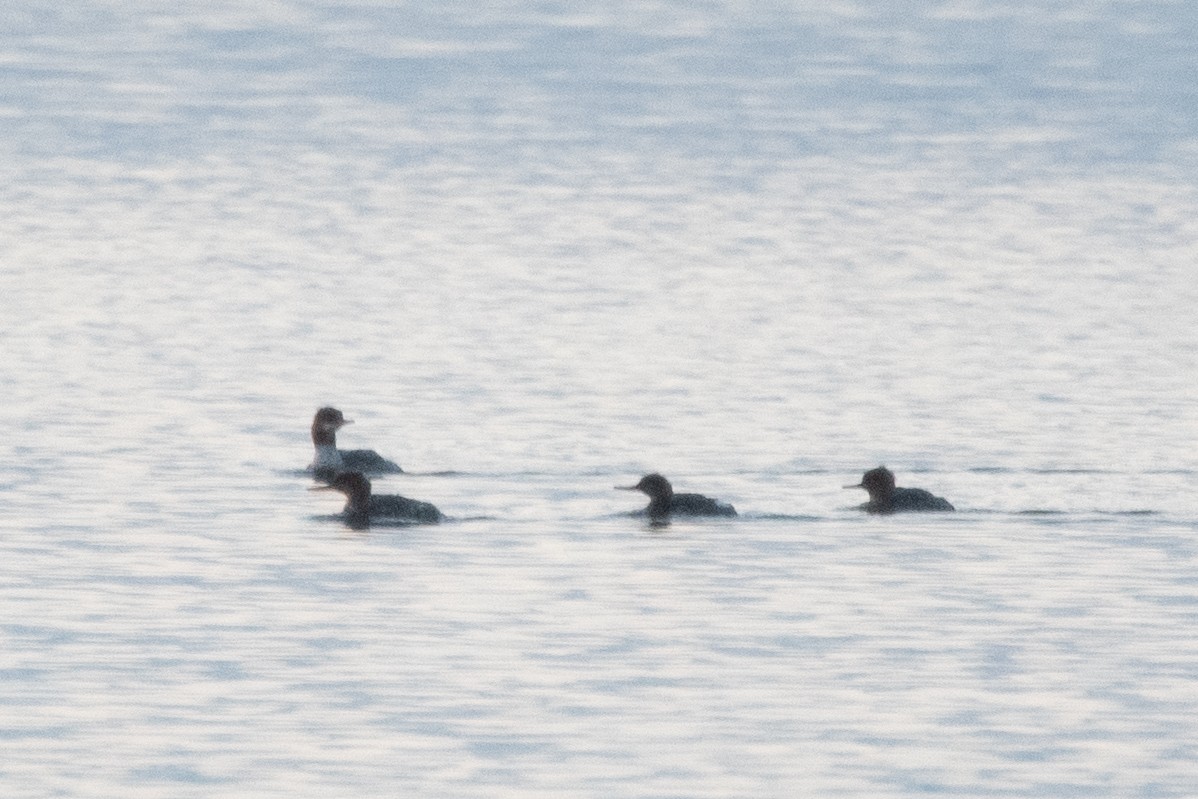 Red-breasted Merganser - ML622362580