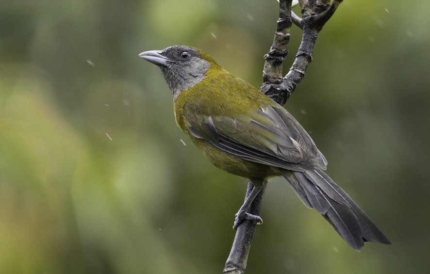 Olive-backed Tanager - ML622362584