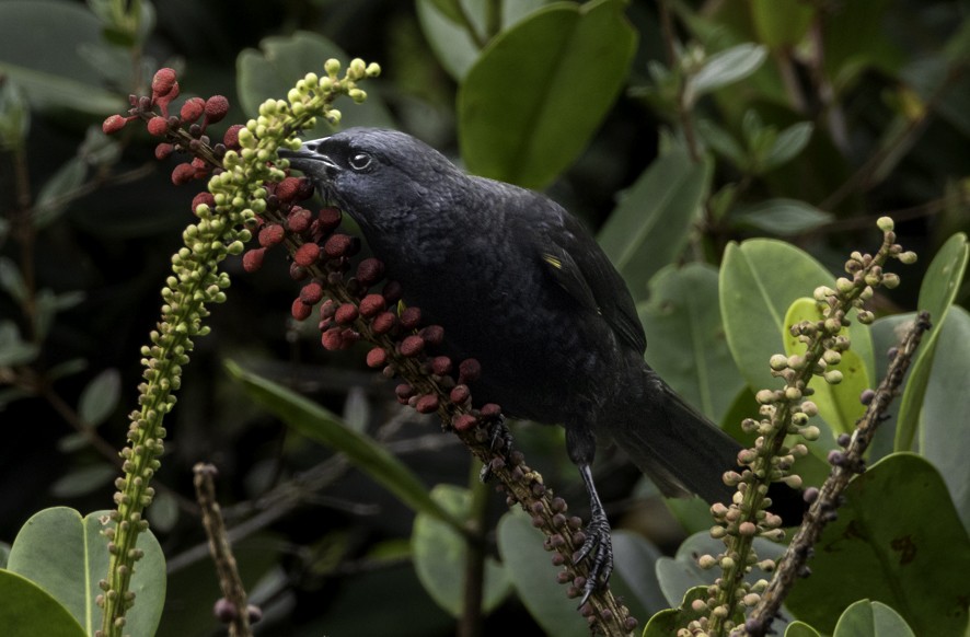Golden-tufted Grackle - ML622362586