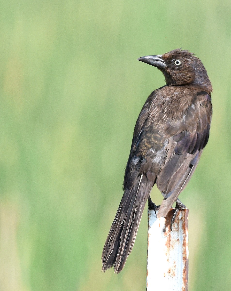 Common Grackle - ML622362621