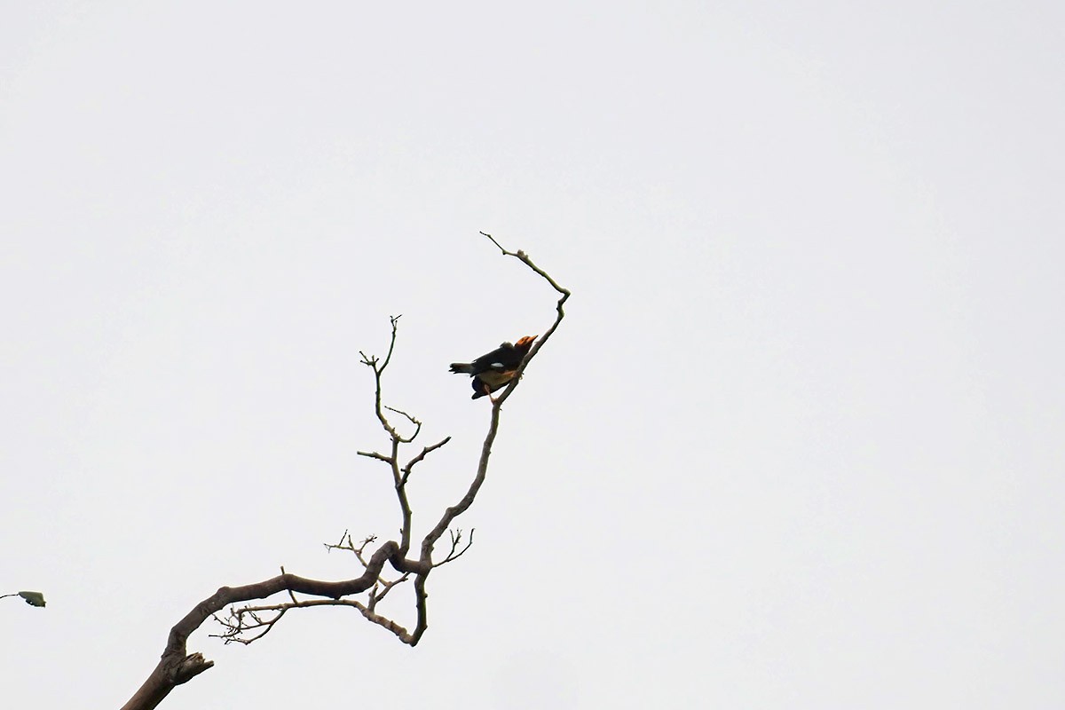 Yellow-faced Myna - ML622362812