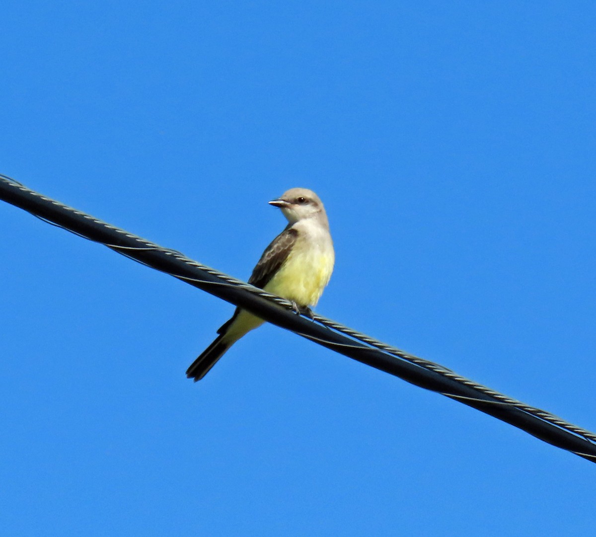 Western Kingbird - ML622362931