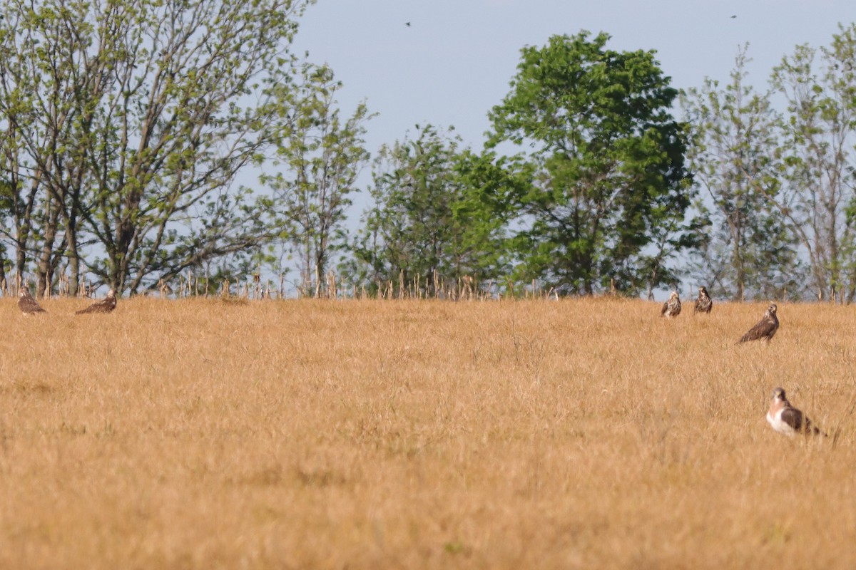 Swainson's Hawk - ML622362998