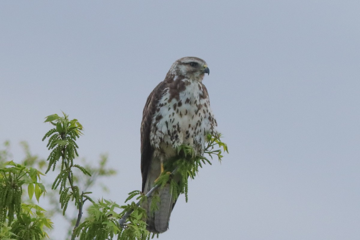 Swainson's Hawk - ML622363001