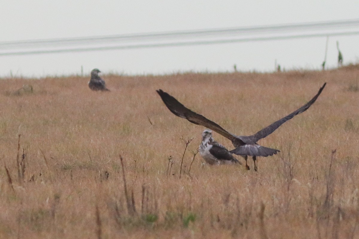 Swainson's Hawk - ML622363004