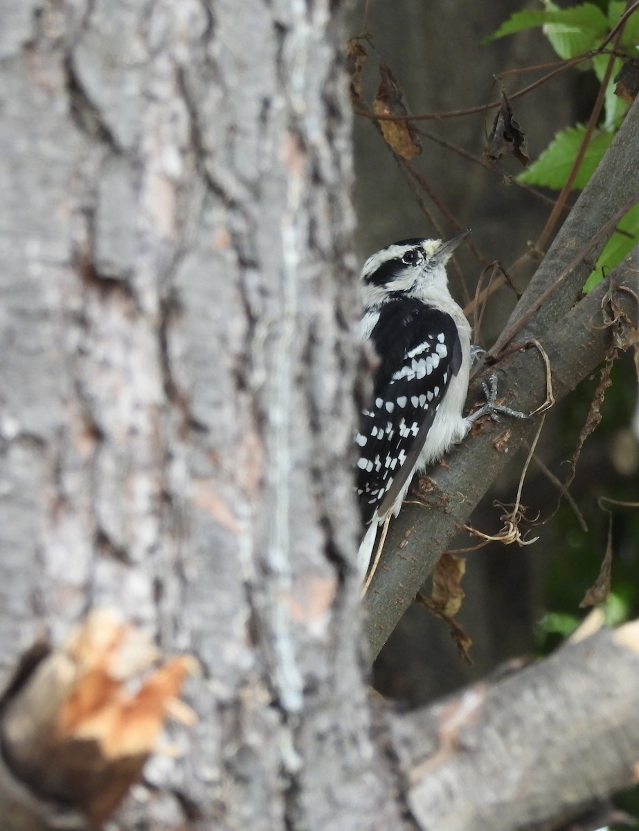 Downy Woodpecker - ML622363047