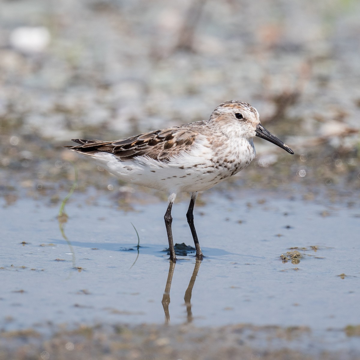 Western Sandpiper - ML622363049