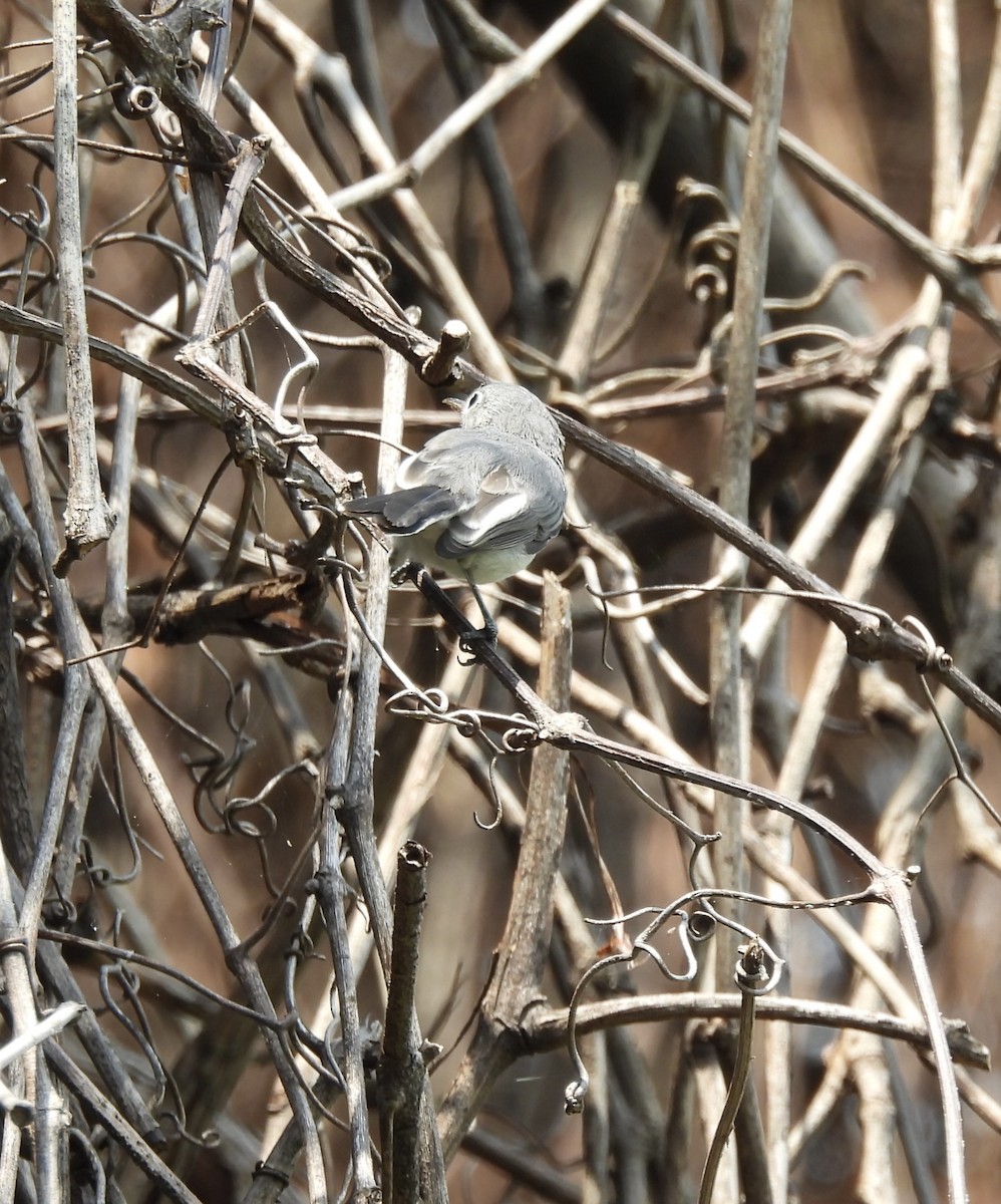 Blue-gray Gnatcatcher - ML622363057