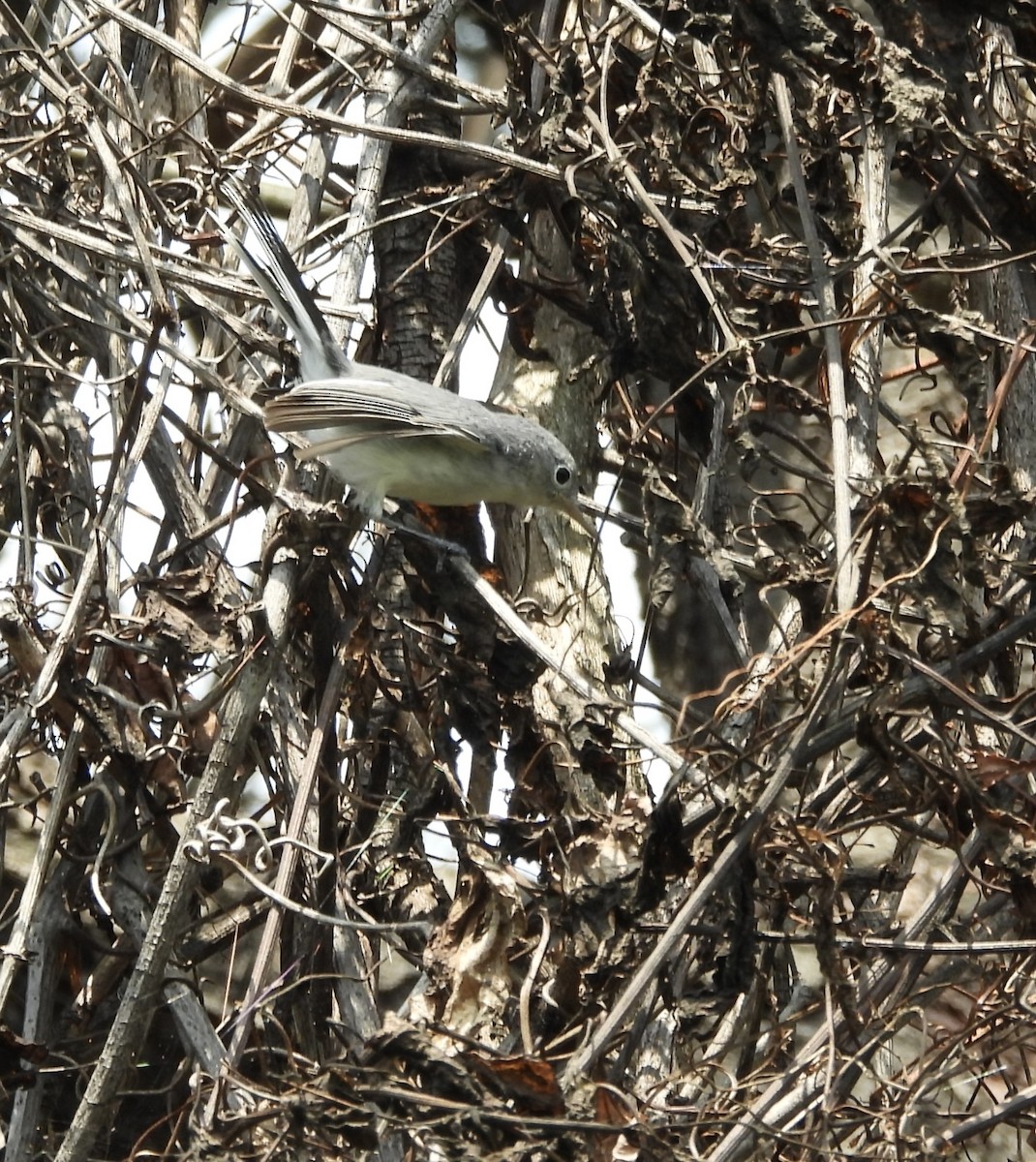 Blue-gray Gnatcatcher - ML622363085