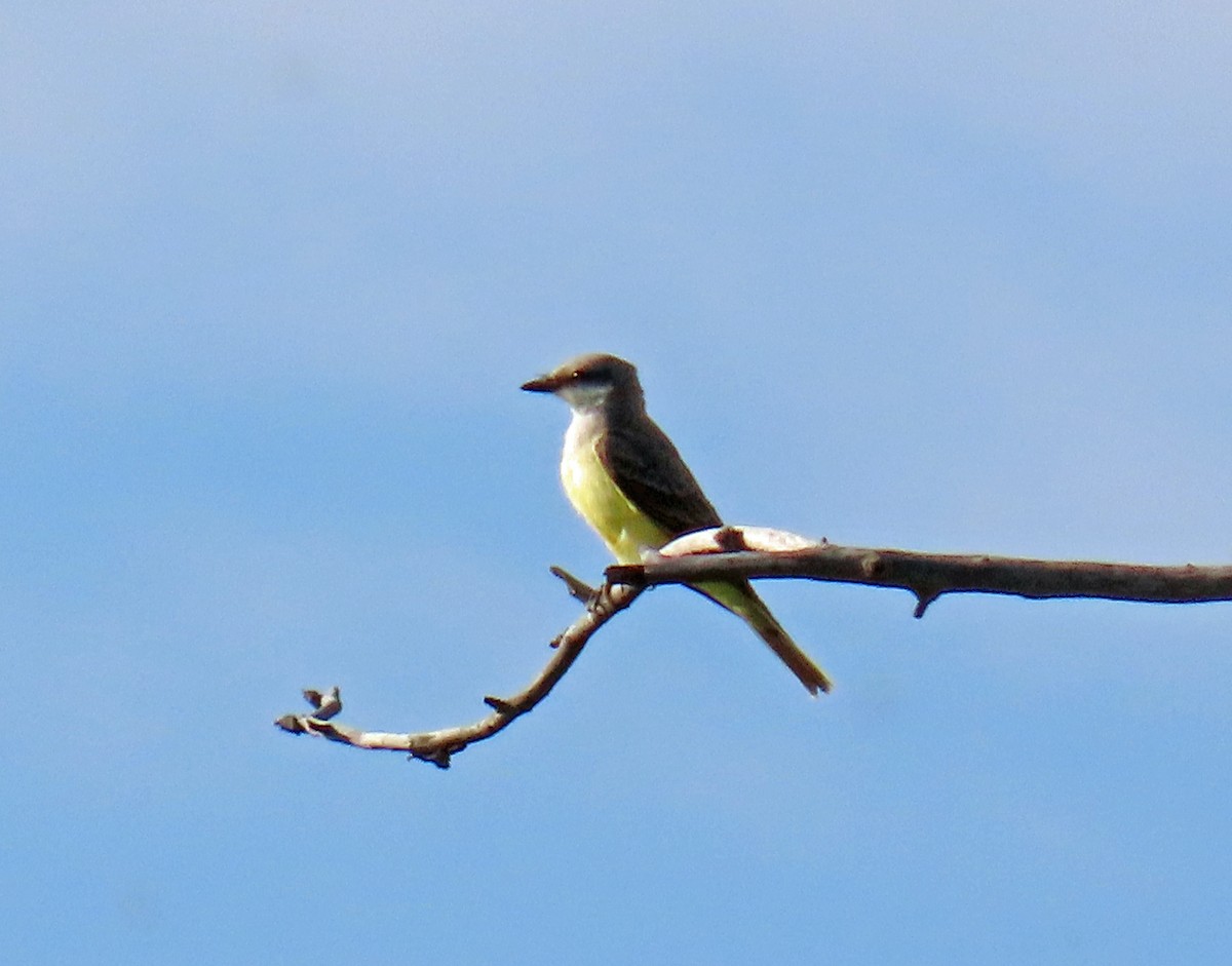 Western Kingbird - ML622363091