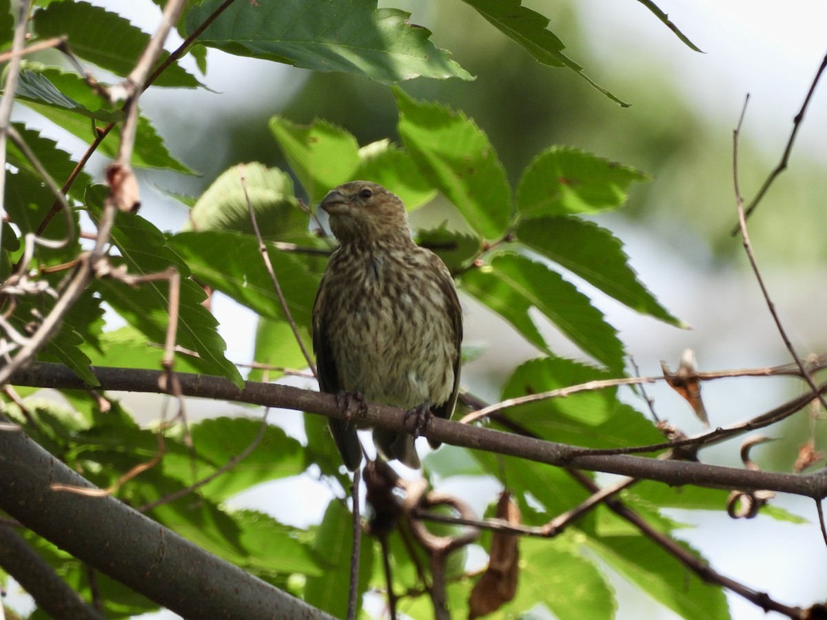 House Finch - ML622363110