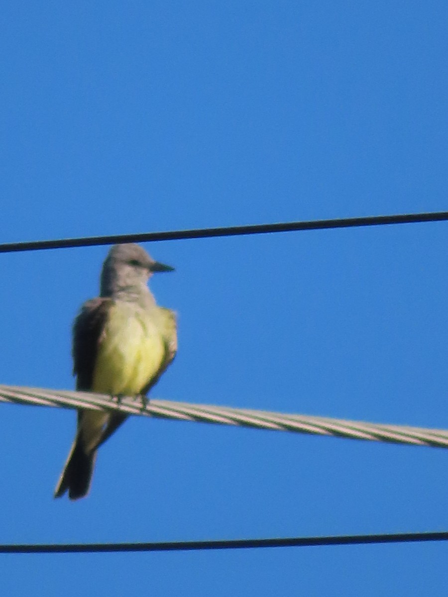 Western Kingbird - ML622363121