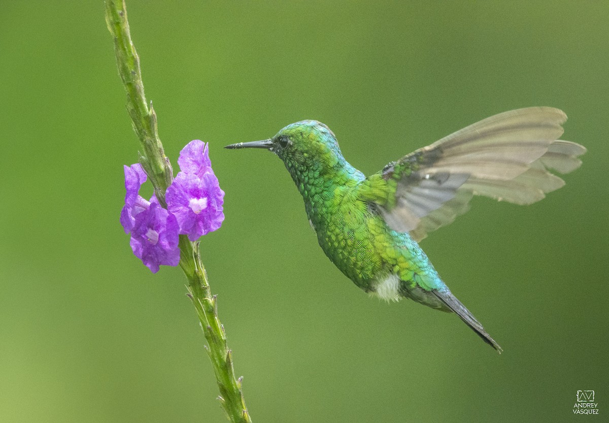 Garden Emerald - ML622363156