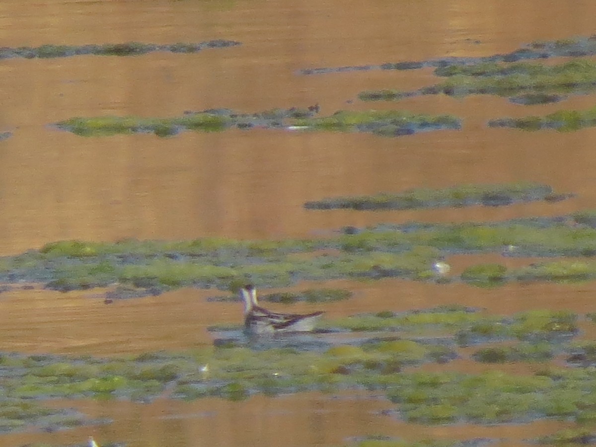 Нарийн сэлээхэй - ML622363162