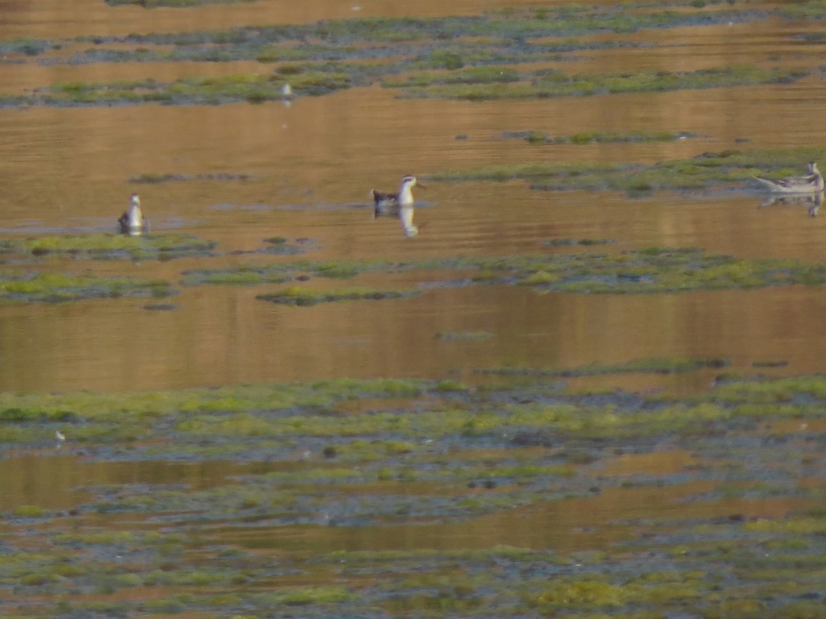 Нарийн сэлээхэй - ML622363163