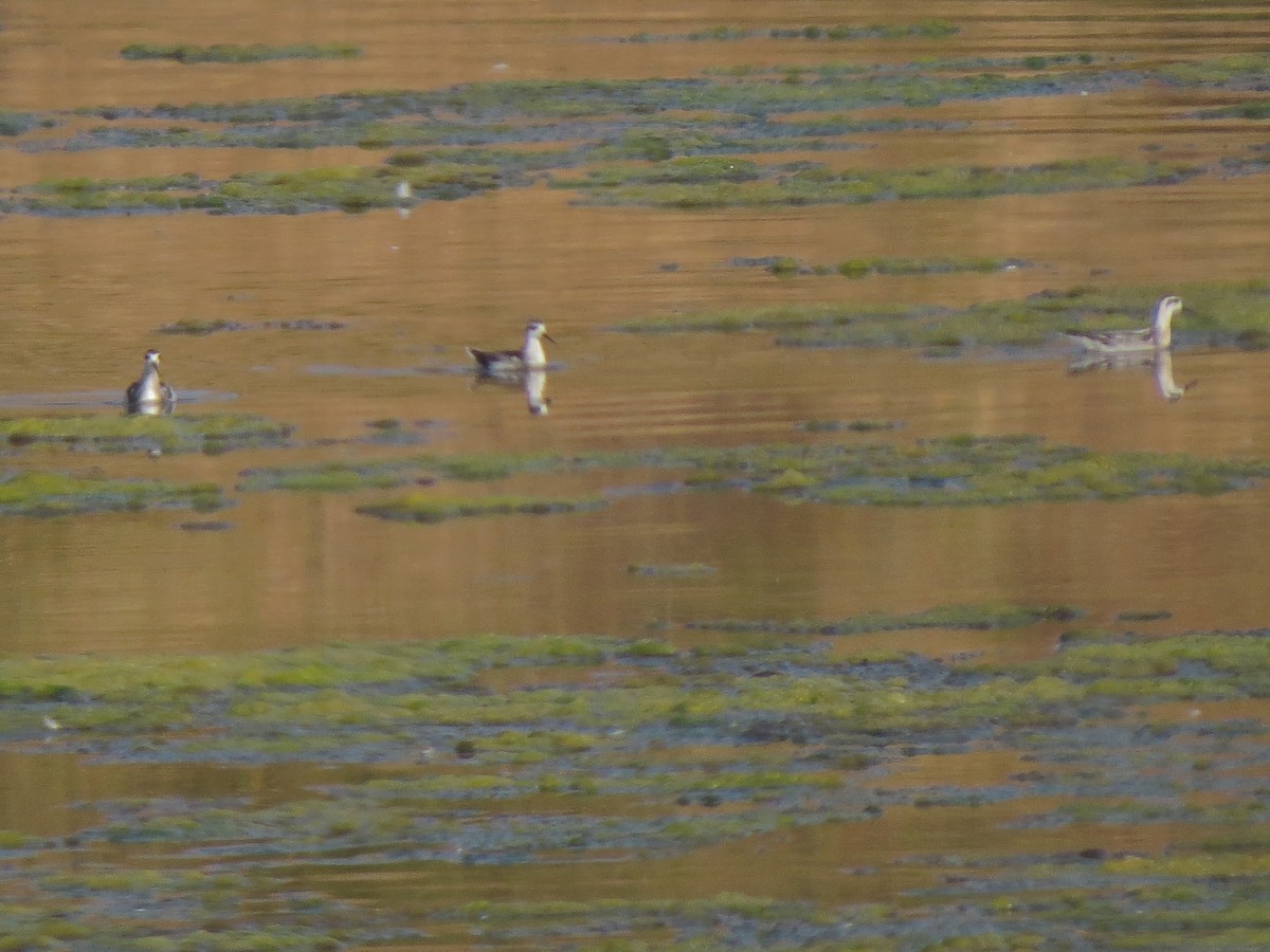 Нарийн сэлээхэй - ML622363164