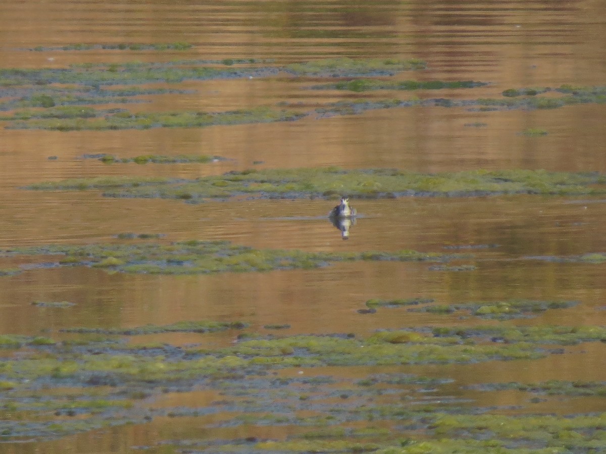 Нарийн сэлээхэй - ML622363165