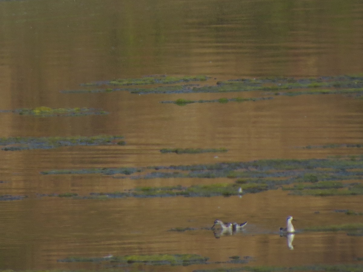 Нарийн сэлээхэй - ML622363166