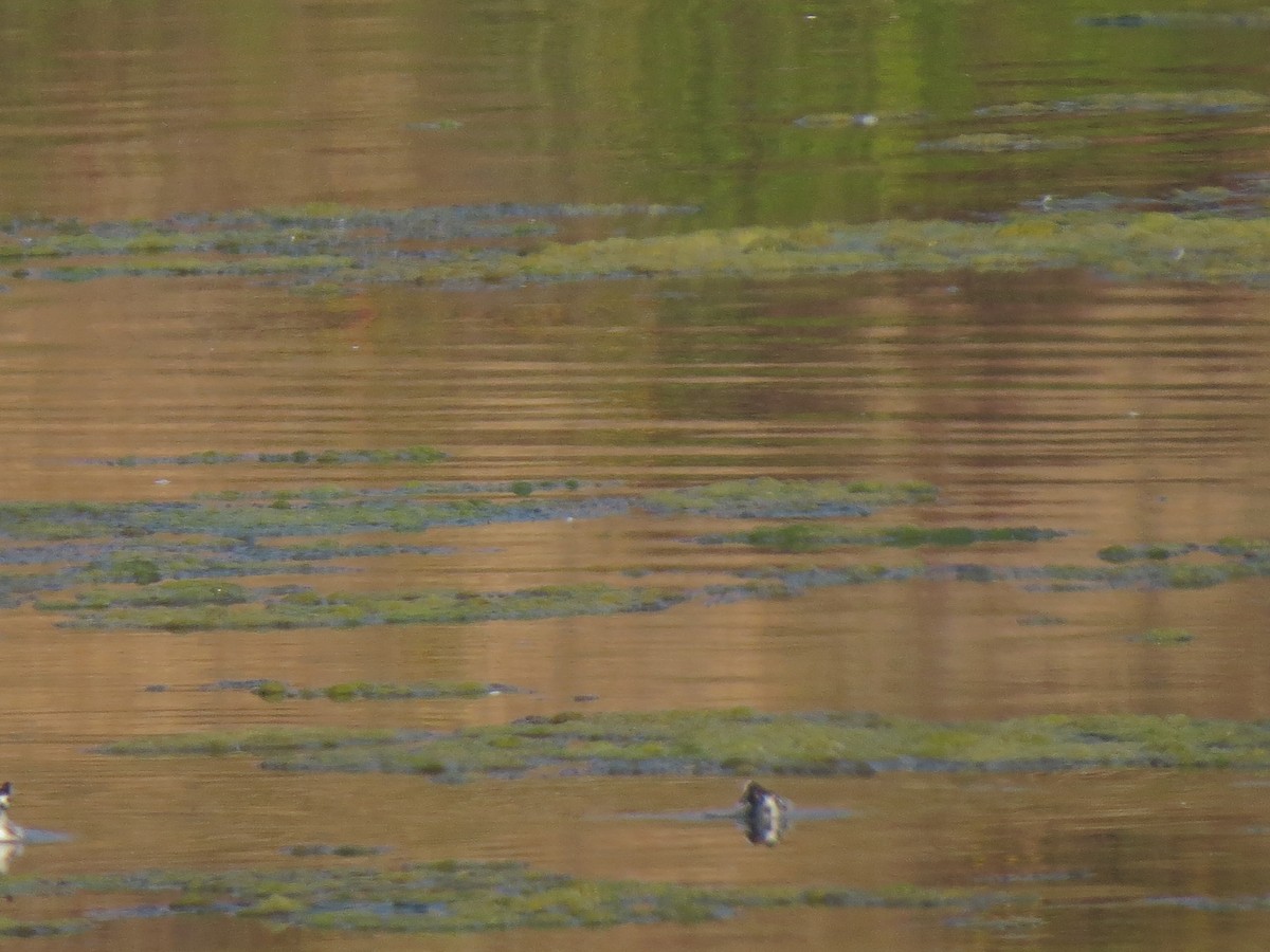 Нарийн сэлээхэй - ML622363168