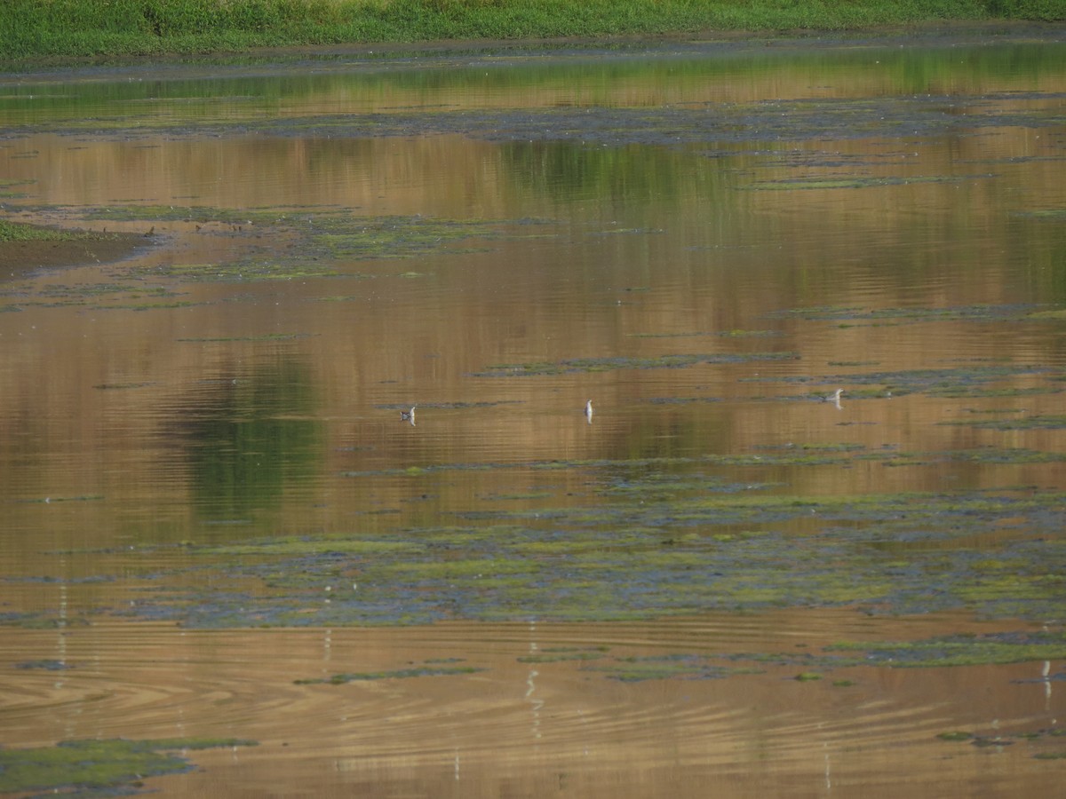 Нарийн сэлээхэй - ML622363169