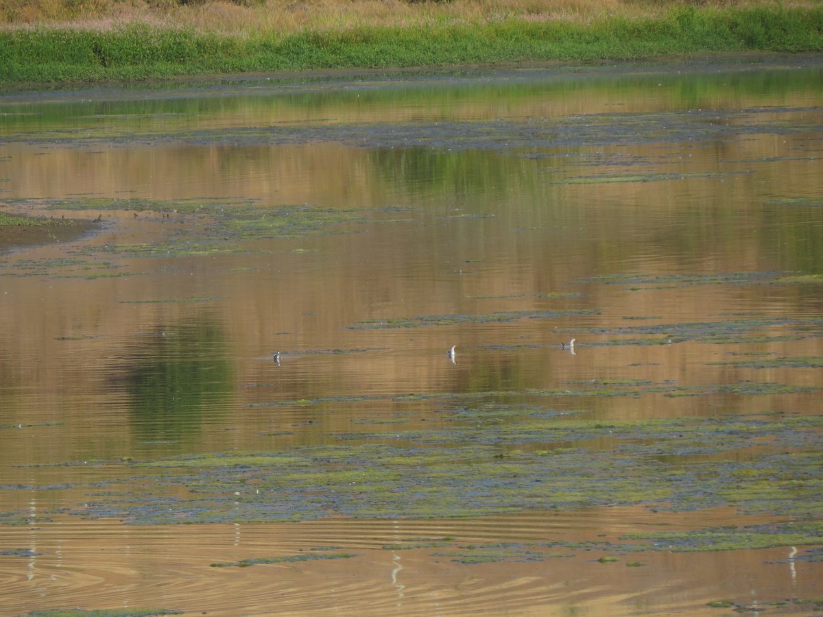 Нарийн сэлээхэй - ML622363170