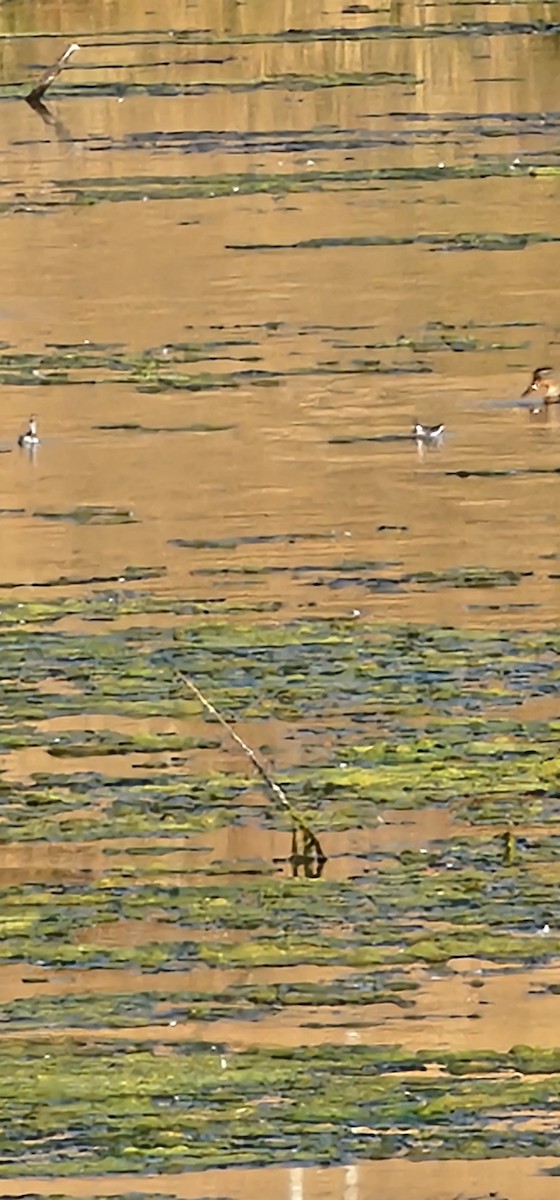 Нарийн сэлээхэй - ML622363171