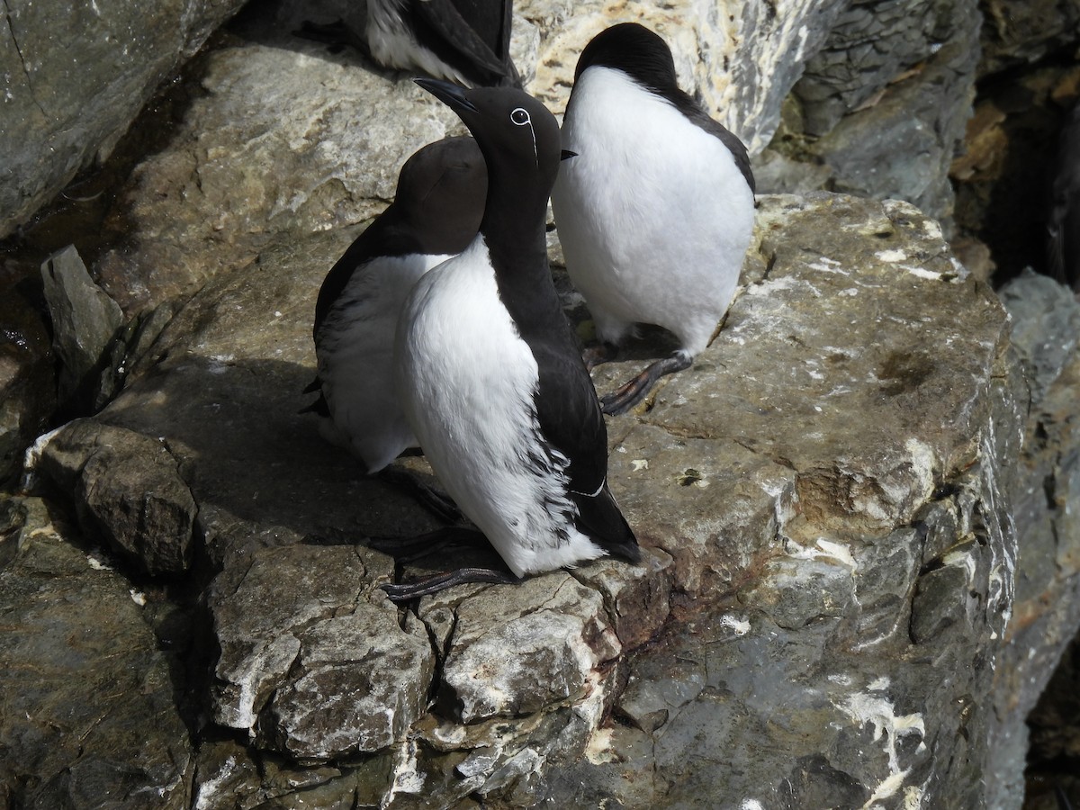 Common Murre - ML622363172